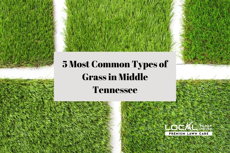 5 Most Common Types of Grass in Middle Tennessee