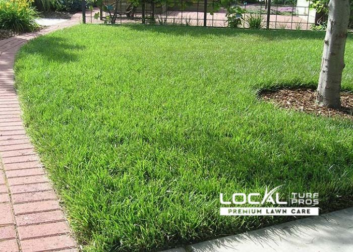 Tall Fescue Grass Tall Fescue Grass