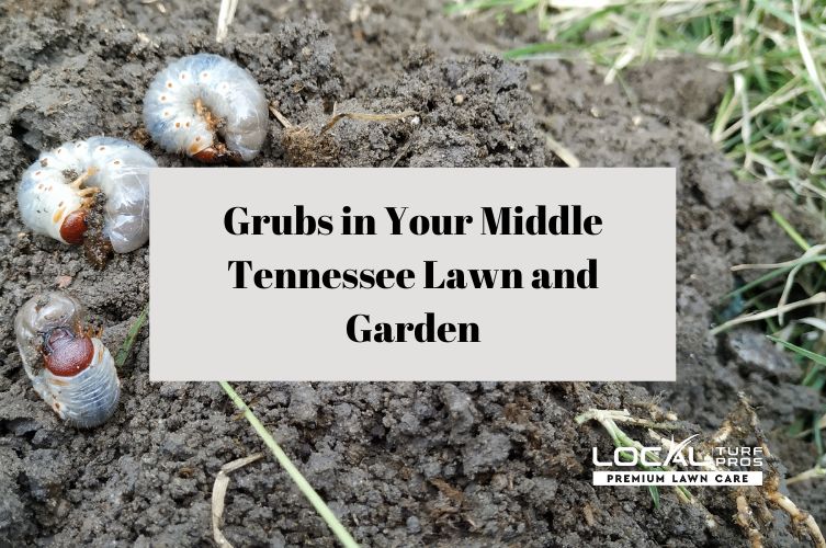 Grubs in Your Middle Tennessee Lawn and Garden