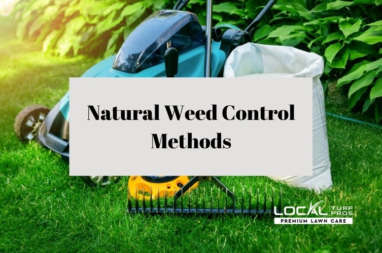 Natural Weed Control Methods