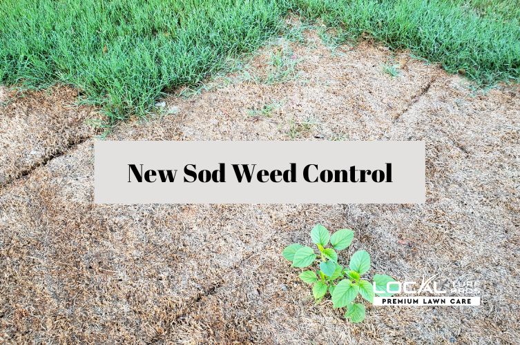 New Sod Weed Control