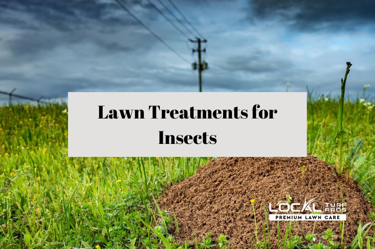 Lawn Treatments for Insects – How Often and Why?